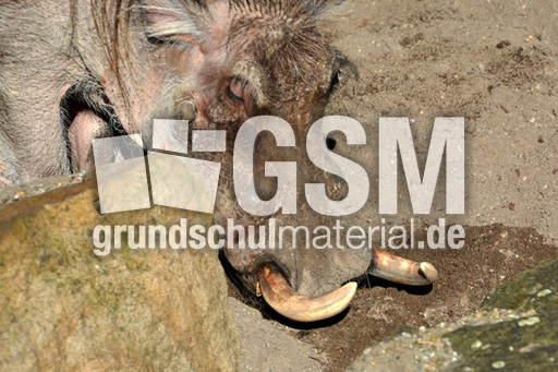 Warzenschwein (3).jpg